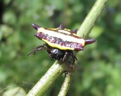 Gasteracantha fornicata 2.jpg