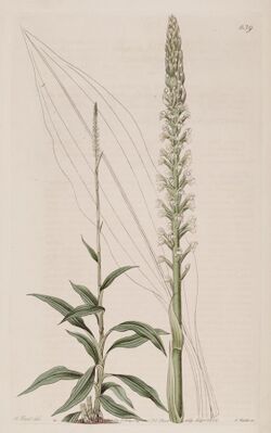 Goodyera procera (as Neottia procera) - Bot. Reg. 8 pl. 639 (1822).jpg