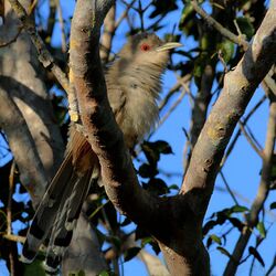 Great lizard-cuckoo (Saurothera merlini santamariae).JPG