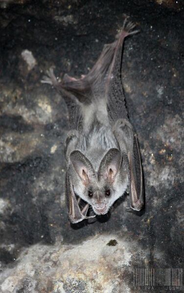 File:Greater False Vampire Bat (Megaderma lyra).jpg