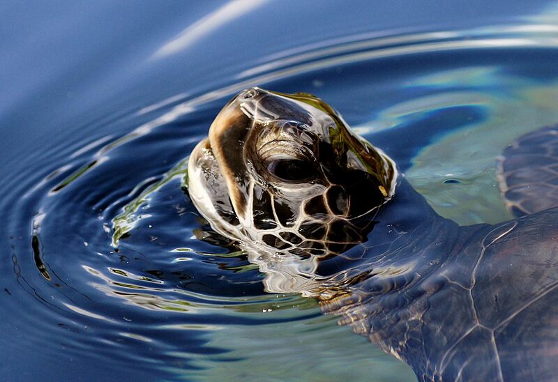 File:Green Sea Turtle, Maui.jpg