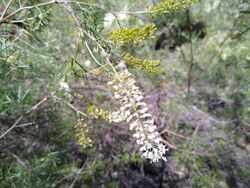 Grevillea subtiliflora 1.jpg