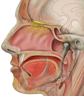 Head olfactory nerve.jpg