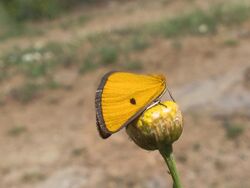 Heliothea discoidaria.jpg