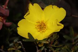 Hibbertia perfoliata.jpg