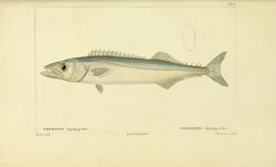 Histoire naturelle des poissons (10438850603).jpg