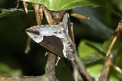 Hypena.crassalis.jpg