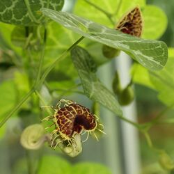 IMG 7319-Aristolochia fimbriata.jpg