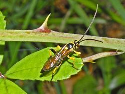 Ichneumonidae - Cratichneumon coruscator var. luridus (male).JPG