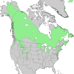 Juniperus communis North American range map 1.png