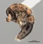 Lioponera longitarsus casent0217388.jpg