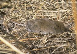 Long-tailed vole.jpg