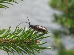 Longhorn Beetle (Monochamus mutator).jpg