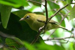 Louisiade white-eye.jpg