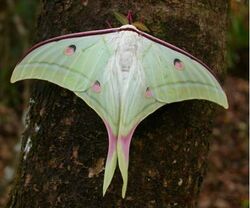 Luna moth.jpg