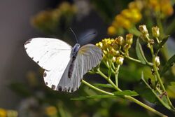 Madagascar dotted border (Mylothris phileris).jpg