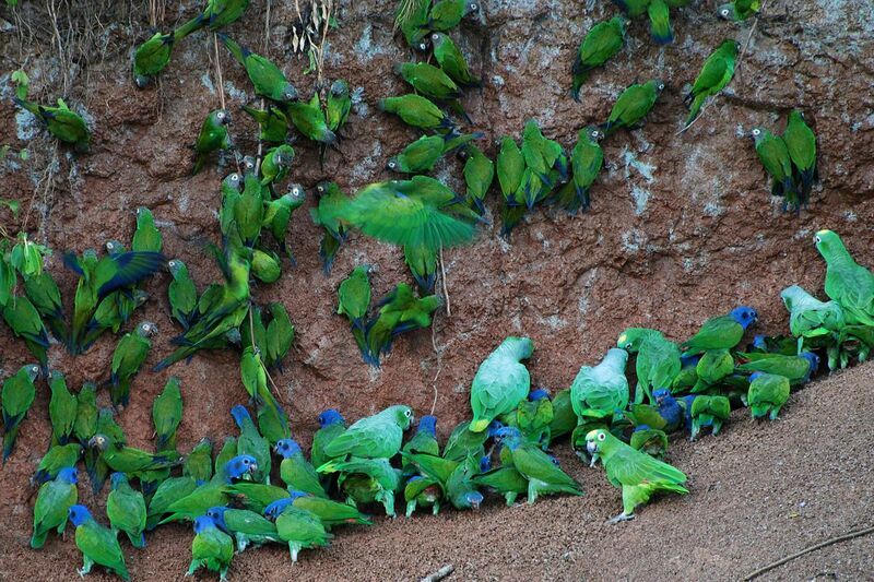 File:Many parrots -Anangu, Yasuni National Park, Ecuador -clay lick-8.jpg