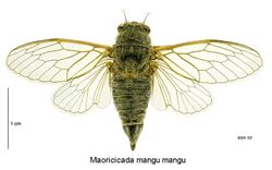Maoricicada mangu mangu female.jpg
