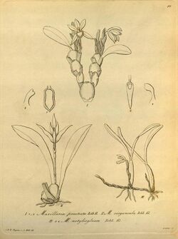 Maxillaria praetexta - Maxillaria virguncula - Maxillaria notylioglossa - Xenia 1 pl. 10 (1858).jpg