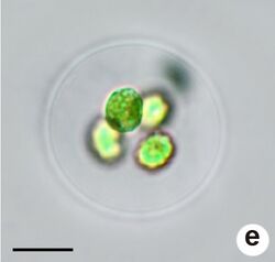 Medeiros et al 2021 Coenocystis subcylindrica.jpg