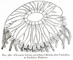 Medusae of world-vol03 fig366 Chrysaora helvola.jpg