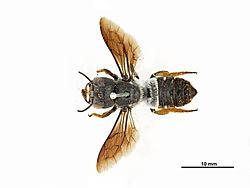 Megachile monstrosa f.jpg