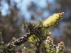 Melaleuca pityoides leaves, flowers and fruit.jpg