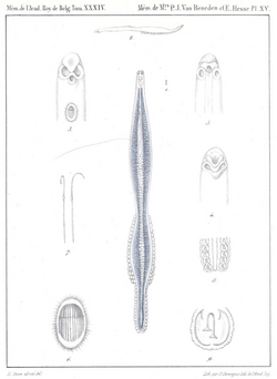 Microcotyle chrysophrii - Plate XV in Van Beneden & Hesse, 1863.png