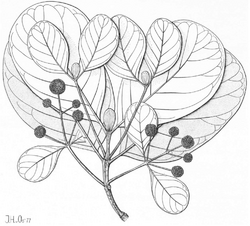 Mitragyna stipulosa (DC.) Kuntze from Blumea 24(1) 52 (1978).png