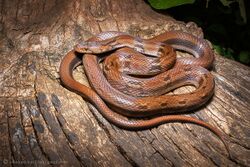 Montane trinket snake Coelognathus helena monticollaris by Ashahar alias Krishna Khan Amravati.jpg