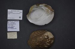 Naturalis Biodiversity Center - ZMA.MOLL.419110 - Theliderma metanevra (Rafinesque, 1820) - Unionidae - Mollusc shell.jpeg