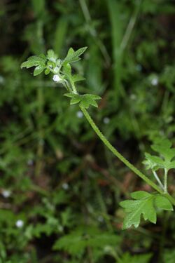 Nemophila parviflora 0881.JPG