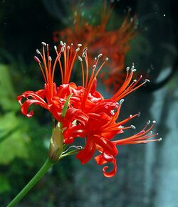 Nerine Sarniensis Bloom.jpg