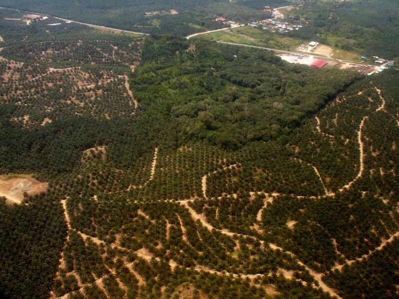 File:Oil palm and rainforest fragment Borneo.JPG
