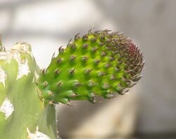 Opuntia leaf.JPG