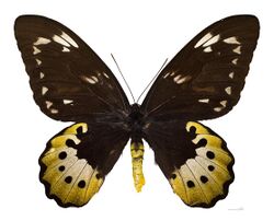 Ornithoptera goliath samson MHNT dos.jpg