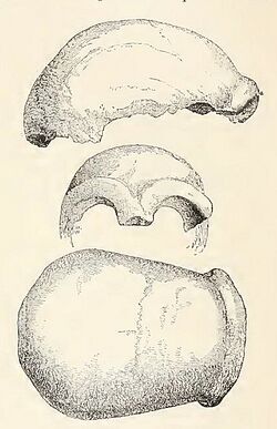 PSM V44 D633 Neandertal-1-Fossil.jpeg