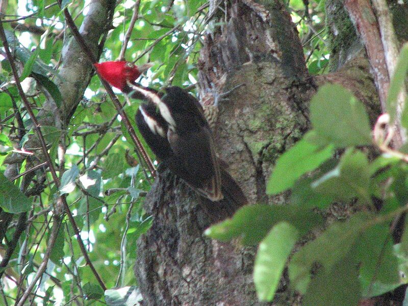 File:Pale-billed woodpecker, Costa Rica.jpg