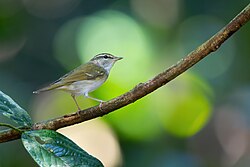 Pale-legged Leaf Warbler 0A2A8189.jpg