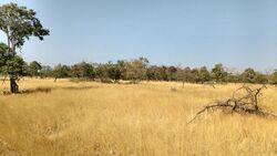 grassland India