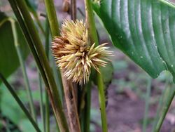 Phrynium pubinerve ; Laos.jpg