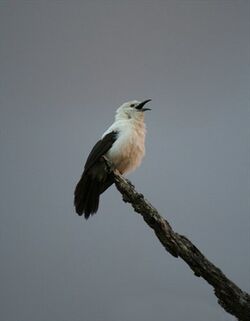 Pied babbler sentinel.jpg