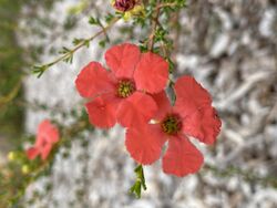 Pileanthus vernicosus flower.jpg