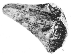 Plecia elatior holotype Rice 1959 pl4 fig5.png