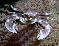 Porcelain crab Nick Hobgood.jpg