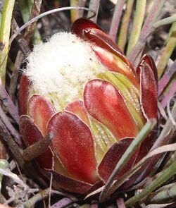 Protea intonsa 15680824.jpg