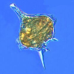 Protoperidinium dinoflagellate.jpg