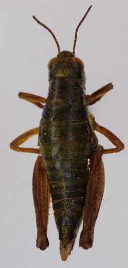 Pseudoprumna baldensis (female) (ZSM 1).JPG