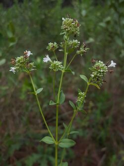 Pycnanthemum nudum inflorescence.jpg