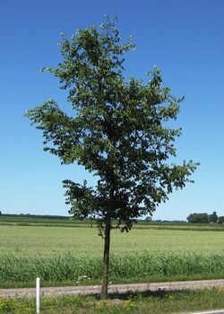 RN Ulmus Homestead (N360 Ten Boer).JPG